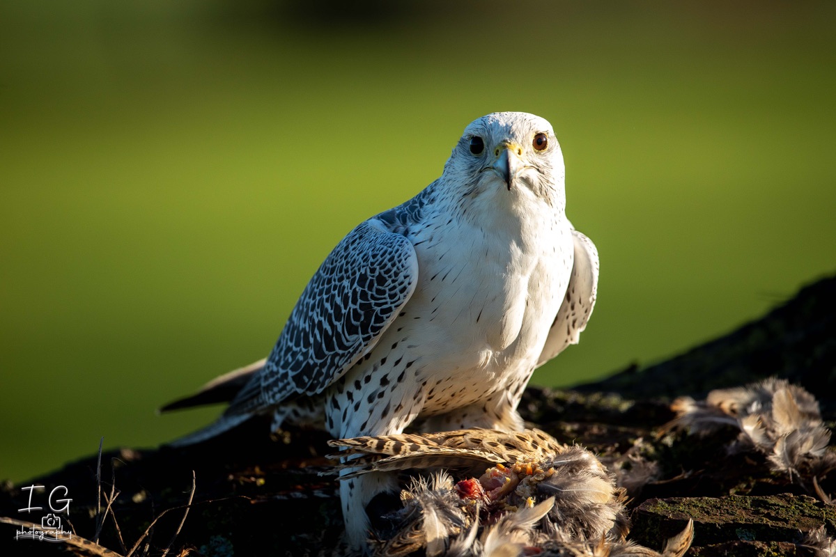  5D49868 21 november 2021 1211 09